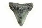 Juvenile Megalodon Tooth - South Carolina #196161-1